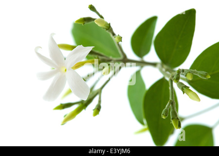 Piccola filiale su White Jasmine con fiori e boccioli Foto Stock