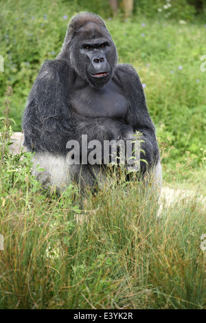 Jock, una pianura occidentale Gorilla presso lo Zoo di Bristol, Inghilterra, Regno Unito. Foto Stock