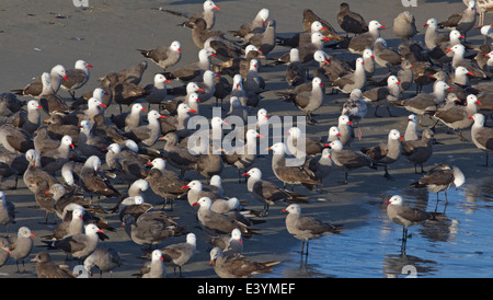 La Heermann Gabbiani gregge sulla riva del mare Foto Stock