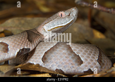 Copperhead (Agkistrodon contortrix ritratto). Brazos Bend State Park, Texas, Stati Uniti d'America. Foto Stock