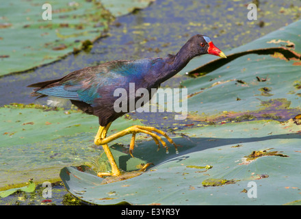 Gallinule viola (Porphyrio martinica) camminare sulle foglie galleggianti di loto in un lago. Foto Stock