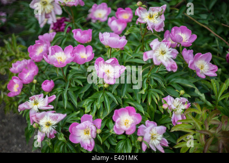 Peonie rosa in piena fioritura Peonia Foto Stock