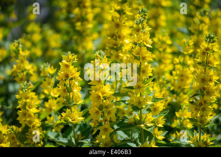 Lysimachia punctata spotted loosestrife blooming Foto Stock