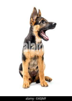 Tre mesi di pastore tedesco cucciolo seduta shot su bianco Foto Stock