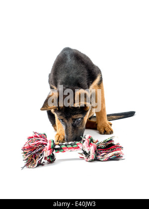 Tre mesi di pastore tedesco cucciolo giocando con il cucciolo giocattolo shot su bianco Foto Stock