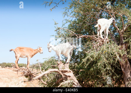 Caprini alimentazione dei frutti e delle foglie di Argan albero vicino a Essaouira in Marocco, Africa del Nord. Foto Stock