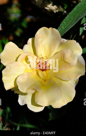 Close-up di rosa rampicante 'Golden Showers' fioritura in giardino Foto Stock