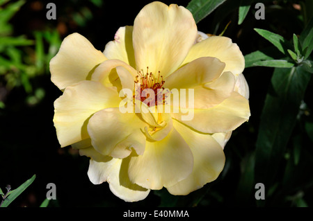 Close-up di rosa rampicante 'Golden Showers' fioritura in giardino Foto Stock