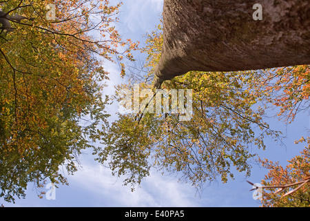 Foglie di autunno di un alto albero contro il cielo blu Foto Stock