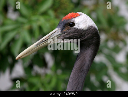Rosso-crowned crane o gru giapponese (Grus japonensis) Foto Stock