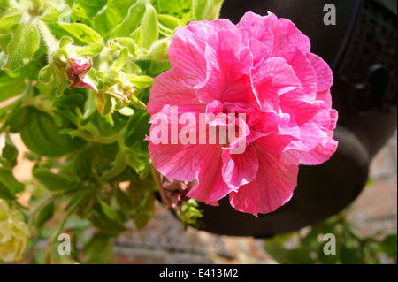 Close-up di Petunia rosa "fronzoli e liquidi" Foto Stock