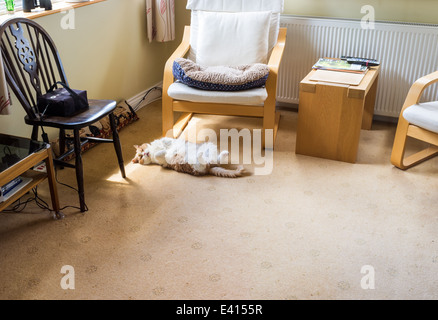 Devon, Inghilterra. Un British Shorthair maschio maturo di crema e bianco,rotoli sulla sua schiena al coperto per dormire e prendere un po' di sole. Foto Stock