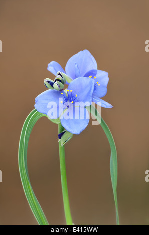 Impianto Spiderwort o tradescantia in piena fioritura Foto Stock