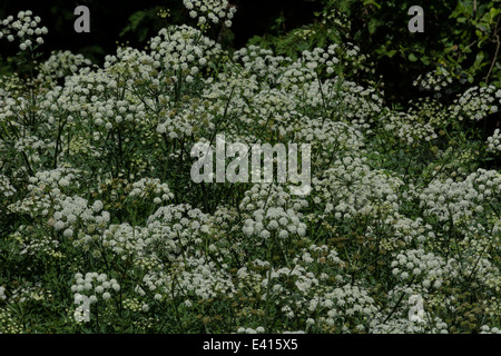 Massa di acqua velenosi Dropwort in fiore accanto al fiume. Fiori nella parte inferiore e sul retro del gruppo sono morbide. Uno del Regno Unito più piante velenose. Foto Stock