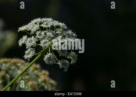 Fiore bianco testa / fiori del velenoso umbellifer Hemlock Dropwort acqua / Oenanthe crocata. Uno del Regno Unito più piante velenose. Foto Stock