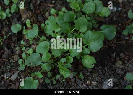 Giovani foglie di Wintercress / Barbarea vulgaris che era una volta comunemente coltivate come cibo. Ora un foraged e cibo di sopravvivenza. Foto Stock