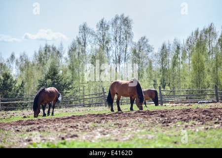 Cavalli al pascolo sul campo del villaggio Foto Stock