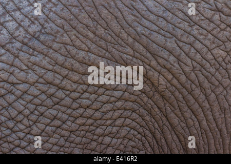 Elefante dettagliata della texture della pelle Foto Stock