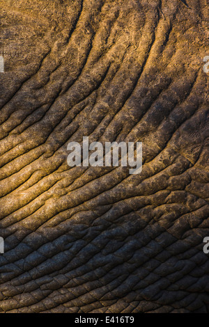 Elefante dettagliata della texture della pelle Foto Stock