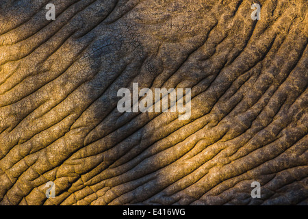 Elefante dettagliata della texture della pelle Foto Stock