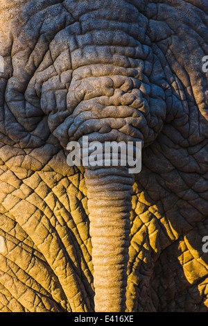 Elefante dettagliata della texture della pelle con coda Foto Stock