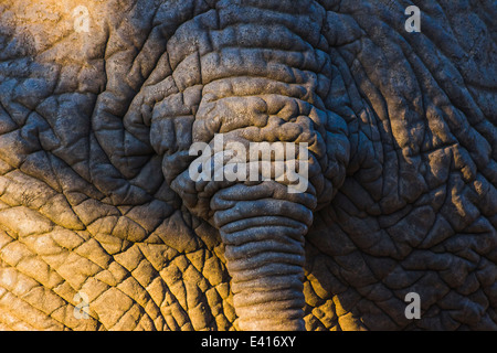 Elefante dettagliata della texture della pelle con coda Foto Stock