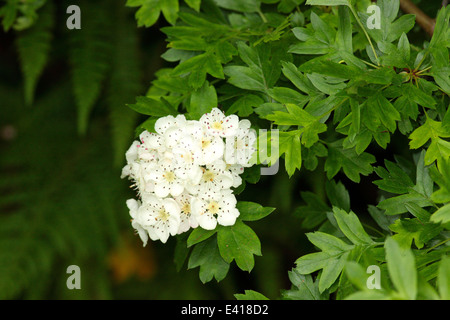 Biancospino blossom Foto Stock