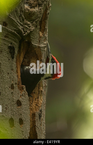 Picchio pileated (Dryocopus pileatus precedentemente Picus pileatus) , Washington, Distretto di Columbia Foto Stock