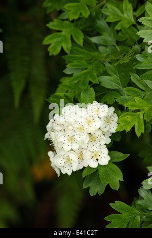 Biancospino blossom Foto Stock