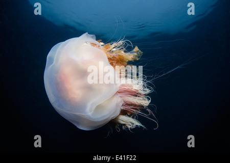 I Lions mane jelly fish, capelli jelly, reykjavik, gardur, faxafloi-bay, Islanda, Atlantico del nord Foto Stock