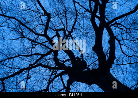 Blue tree su Heidepol in Arnhem, Paesi Bassi il cimitero di natura Foto Stock