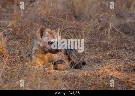 Appoggio la iena pup nel selvaggio Foto Stock