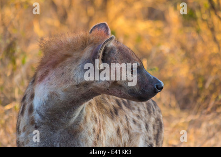 Adulto hyena nel selvaggio Foto Stock
