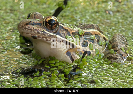 Pickerel rana Lithobates palustris, Rana palustris , Distretto di Columbia Foto Stock