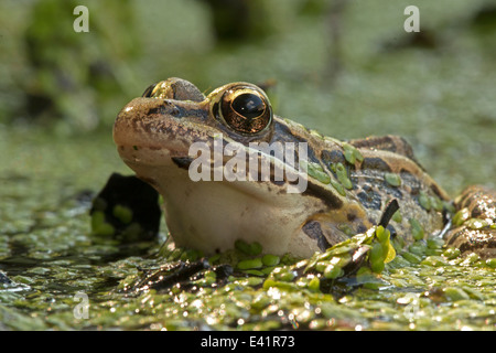 Pickerel rana Lithobates palustris, Rana palustris , Distretto di Columbia Foto Stock