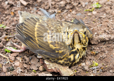 Un giovane tordo bottaccio in un bosco in Kirkoswold, Eden Valley, Cumbria, Regno Unito. Foto Stock