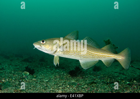 Merluzzo bianco, poco Strytan, piccolo camino, Akureyri, Eyjafjord, Nord Islanda, Mare di Groenlandia Foto Stock