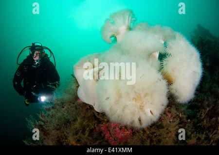Anemone plumose o frilles-anemone e scuba diver, poco Strytan, piccolo camino, Eyjafjord, Nord Islanda, Mare di Groenlandia Foto Stock