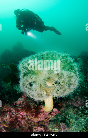 Anemone plumose o frilles-anemone e scuba diver, poco Strytan, piccolo camino, Eyjafjord, Nord Islanda, Mare di Groenlandia Foto Stock