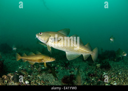 Merluzzo bianco, poco Strytan, piccolo camino, Akureyri, Eyjafjord, Nord Islanda, Mare di Groenlandia Foto Stock