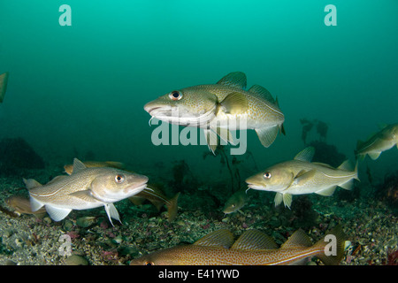 Merluzzo bianco, poco Strytan, piccolo camino, Akureyri, Eyjafjord, Nord Islanda, Mare di Groenlandia Foto Stock