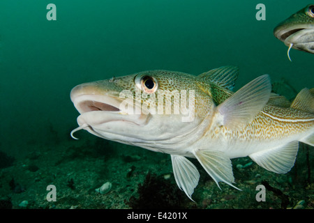 Merluzzo bianco, poco Strytan, piccolo camino, Akureyri, Eyjafjord, Nord Islanda, Mare di Groenlandia Foto Stock