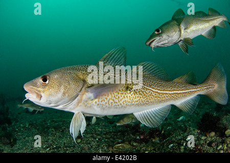 Merluzzo bianco, poco Strytan, piccolo camino, Akureyri, Eyjafjord, Nord Islanda, Mare di Groenlandia Foto Stock