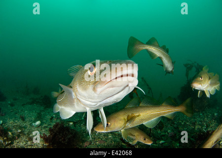 Merluzzo bianco, poco Strytan, piccolo camino, Akureyri, Eyjafjord, Nord Islanda, Mare di Groenlandia Foto Stock