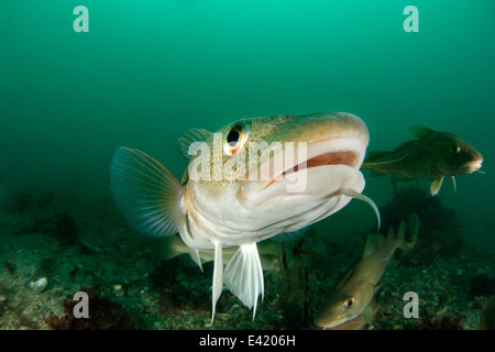 Merluzzo bianco, poco Strytan, piccolo camino, Akureyri, Eyjafjord, Nord Islanda, Mare di Groenlandia Foto Stock