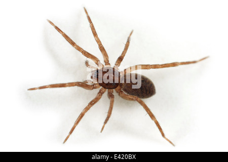 Agroeca sp spider, parte della famiglia Liocranidae - Liocranid sac ragni. Foto Stock