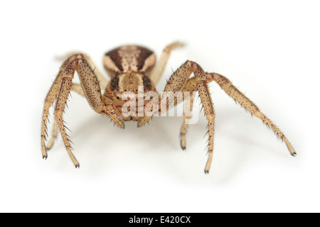 Xysticus femmina ulmi spider, parte della famiglia Thomisidae - Crab ragni. Isolato su sfondo bianco. Foto Stock
