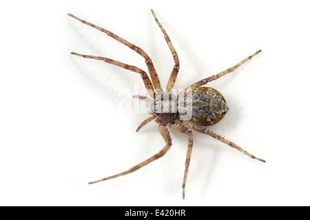 Femmina (Philodromus aureolus?) spider, parte della famiglia Philodromidae - Esecuzione di ragni granchio. Isolato su sfondo bianco. Foto Stock