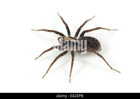 Bruciato femmina Wolf-spider (Xerolycosa nemoralis), parte della famiglia Lycosidae - Wolf ragni. Isolato su sfondo bianco. Foto Stock