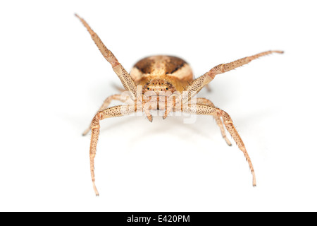 Xysticus femmina ulmi spider, parte della famiglia Thomisidae - Crab ragni. Isolato su sfondo bianco. Foto Stock